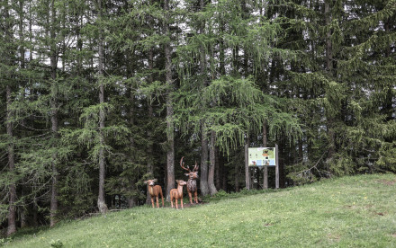 Alpentiere Rundwanderweg - Achensee