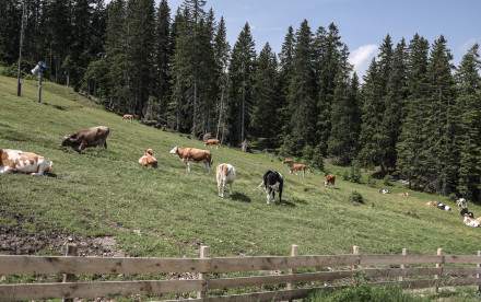 Bergeralm im Wipptal