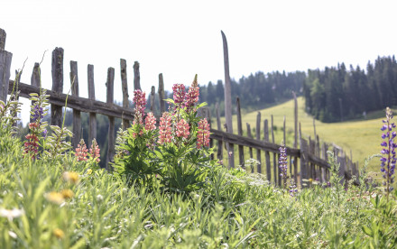 Bergeralm im Wipptal