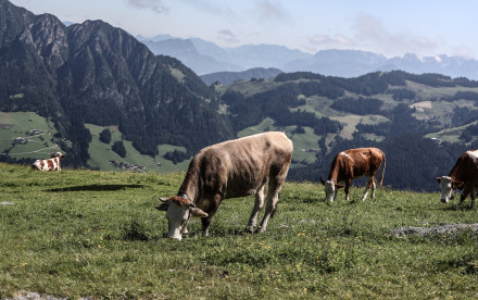 Lauserland im Alpbachtal