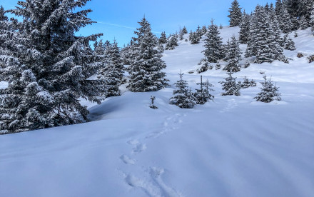 Rodelbahn Serles