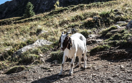 Wildseelodersee - Pillerseetal