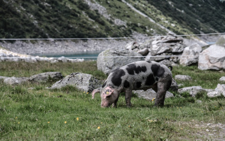 Zillergründl und Hohenaualm