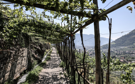 Algund - Südtirol