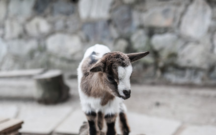 Lana - unser Wohlfühlort