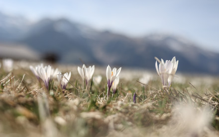 Schenna - Südtirol