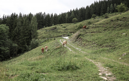 Sommer in Wagrain-Kleinarl